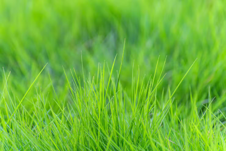 Natural Grass